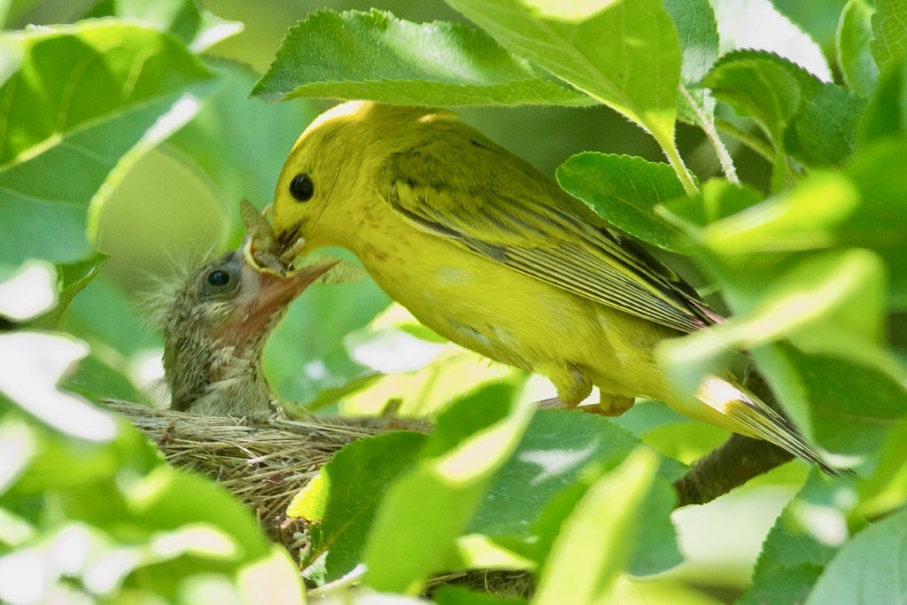 Yellow Warbler feeding nestling by Jerry Goldner; permission required for use.